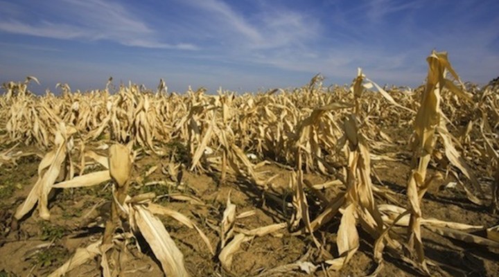 El campo solicitará que se declare en emergencia al sector por la sequía 