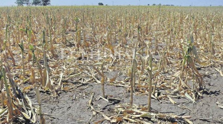 El Gobierno provincial declarará la emergencia agropecuaria 