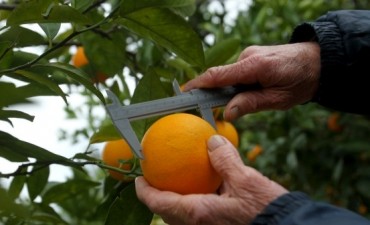 Alianza del INTA y Coca-Cola para favorecer la producción citrícola