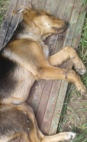 INDIGNACIÓN POR ENVENENAMIENTO DE PERROS